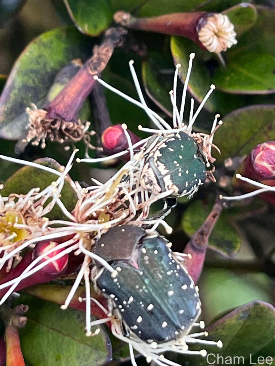 Syzygium montis-adam Kosterm.