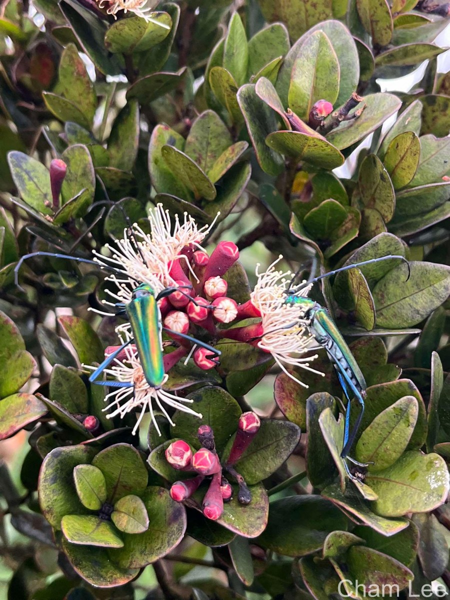 Syzygium montis-adam Kosterm.