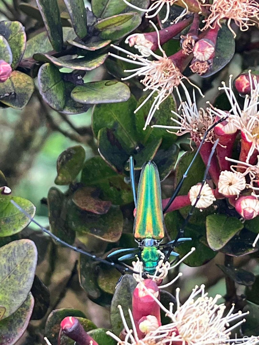 Syzygium montis-adam Kosterm.