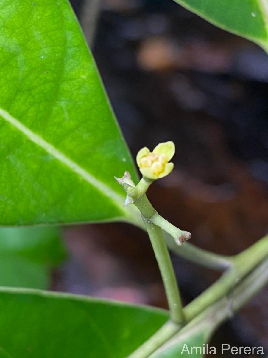 Mastixia nimalii Kosterm.