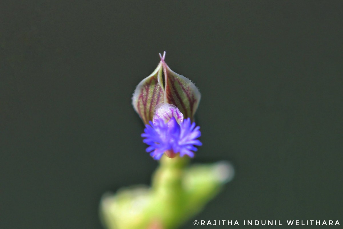 Polygala telephioides Willd. LC