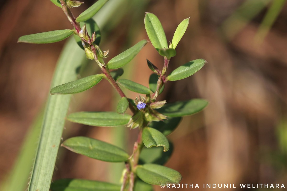 Polygala telephioides Willd. LC