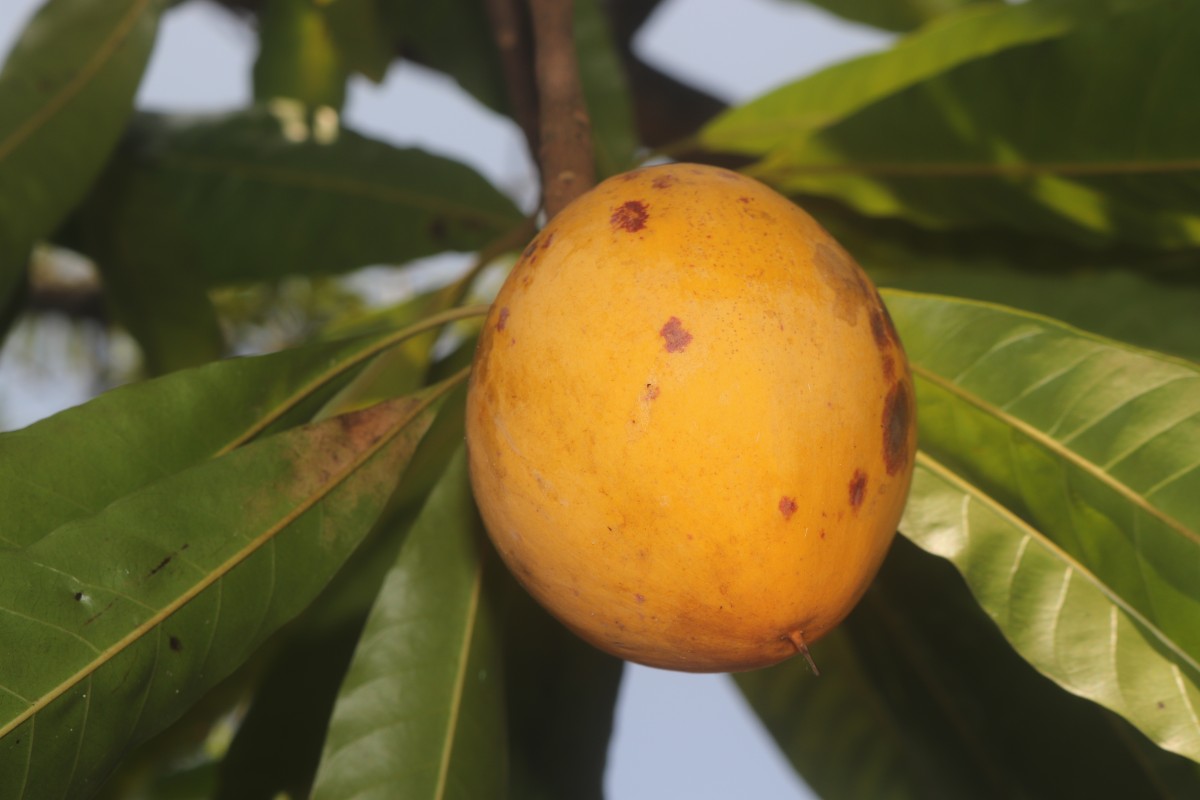 Pouteria campechiana (Kunth) Baehni