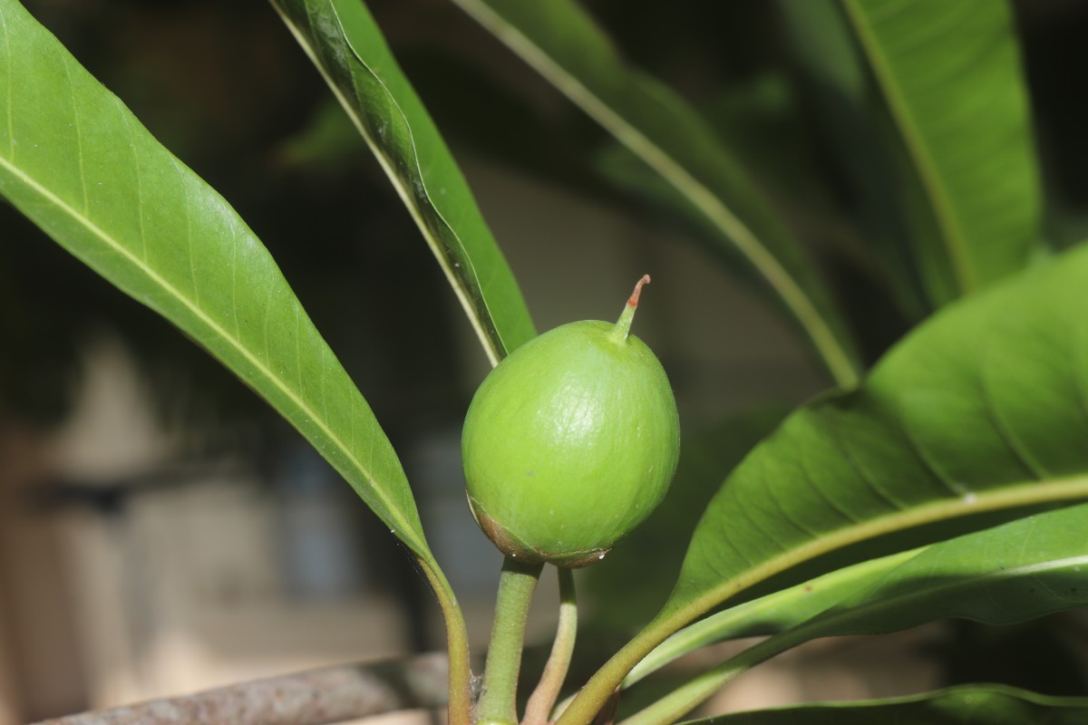 Pouteria campechiana (Kunth) Baehni