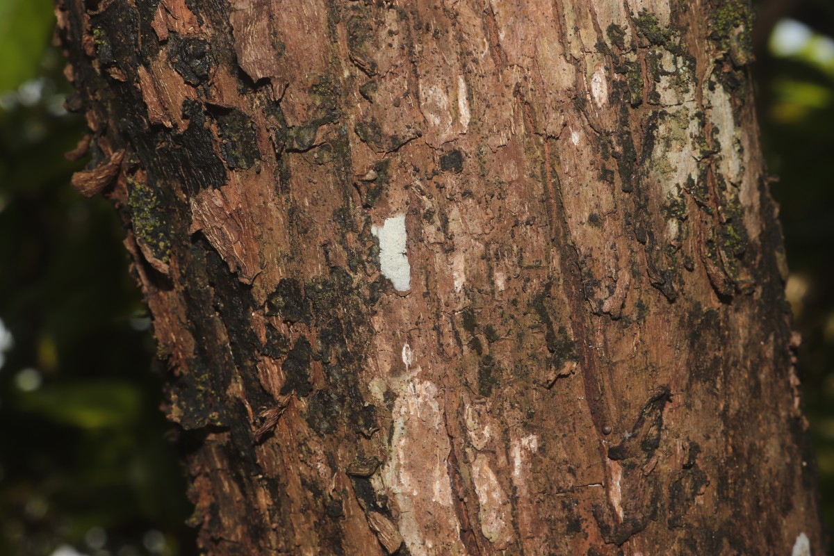 Pouteria campechiana (Kunth) Baehni