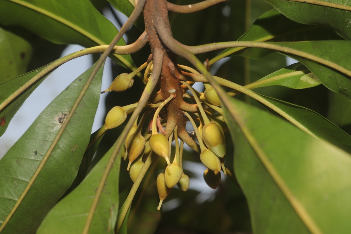 Pouteria campechiana (Kunth) Baehni