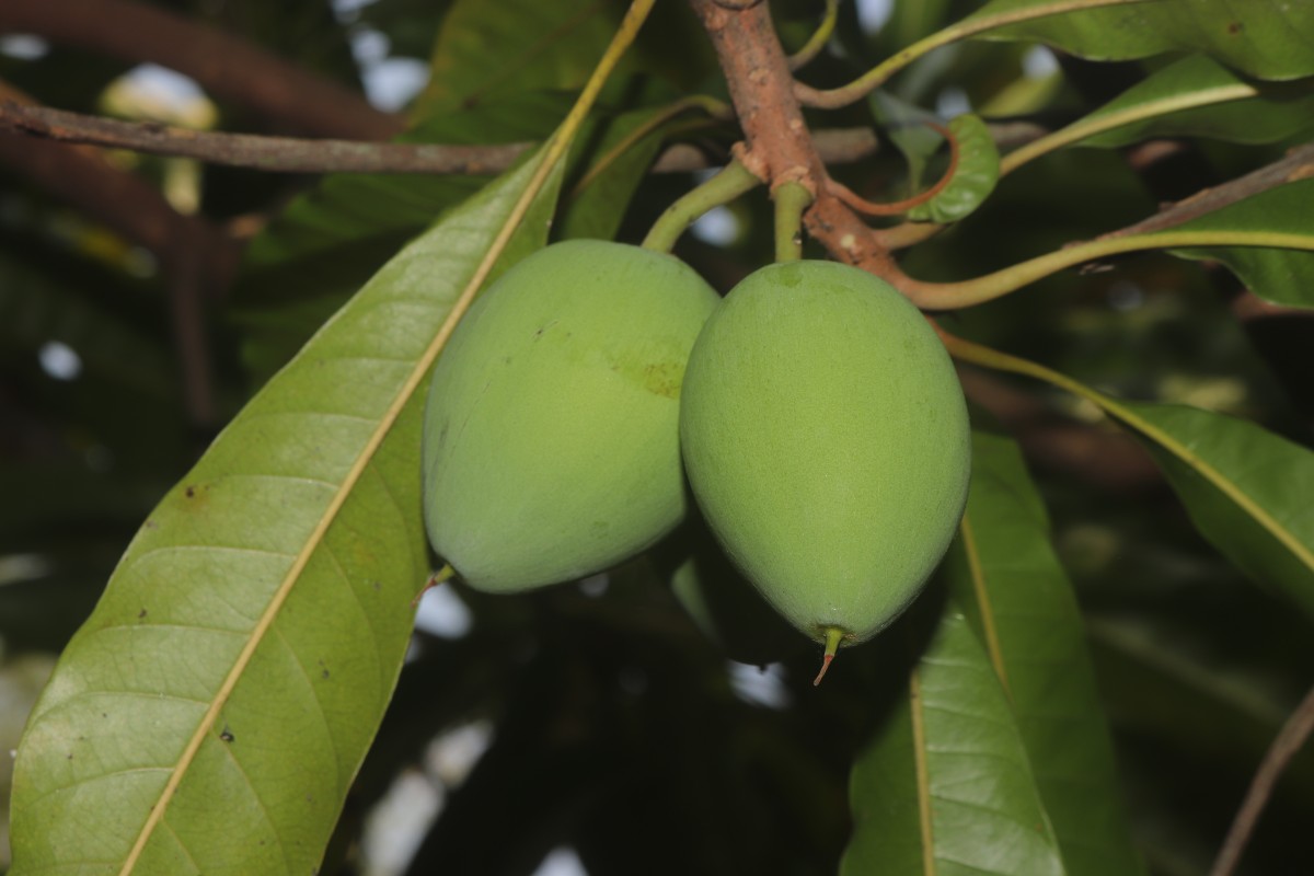Pouteria campechiana (Kunth) Baehni