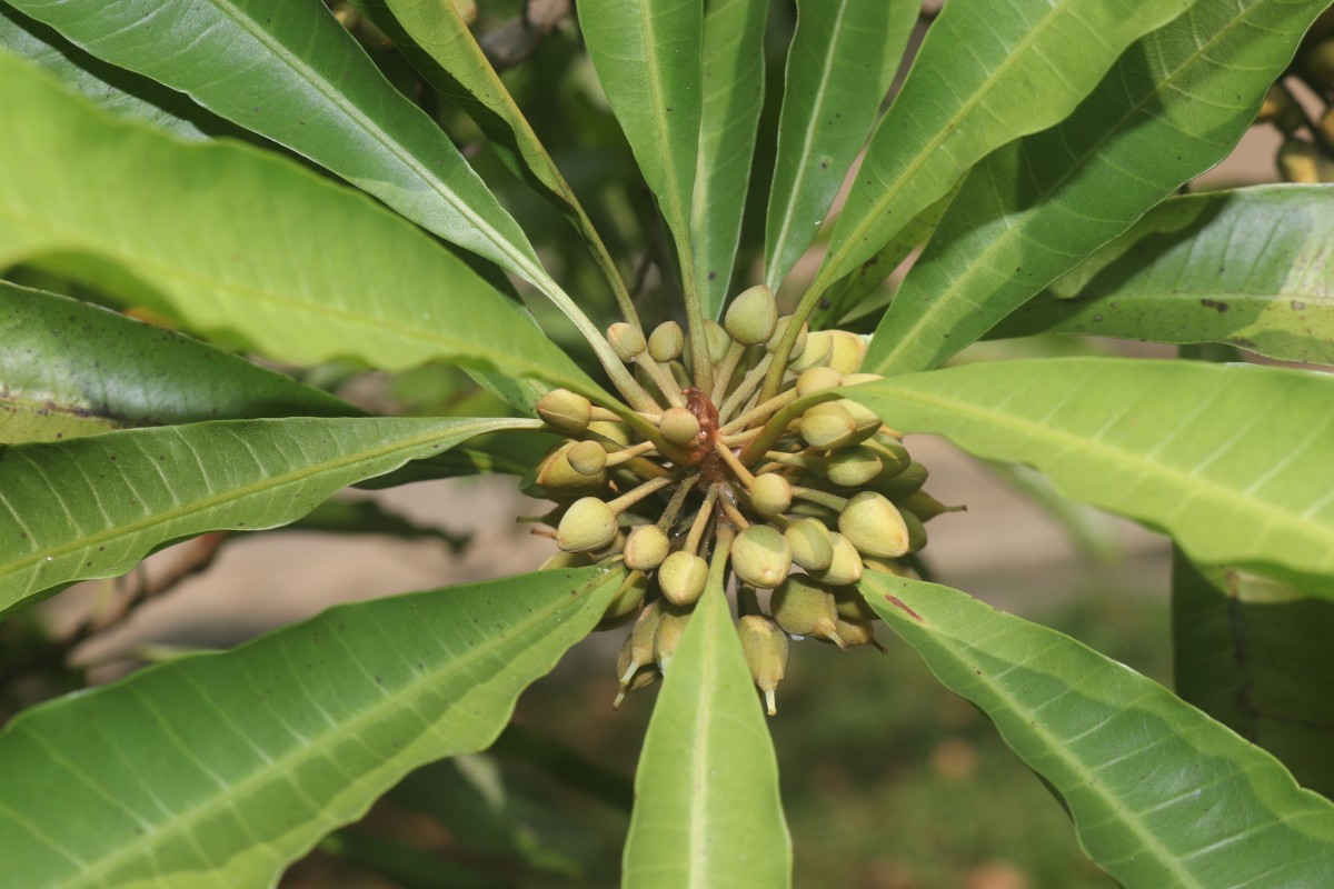 Pouteria campechiana (Kunth) Baehni