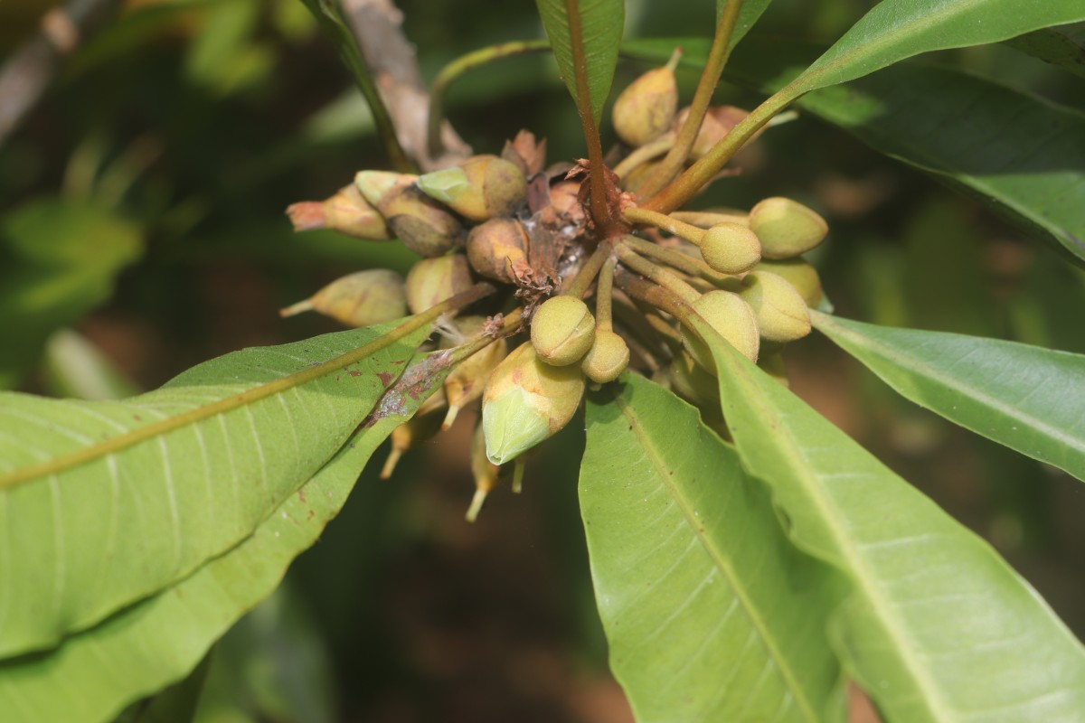Pouteria campechiana (Kunth) Baehni