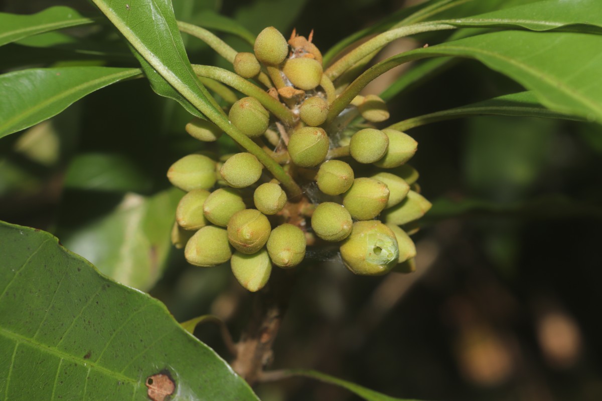 Pouteria campechiana (Kunth) Baehni