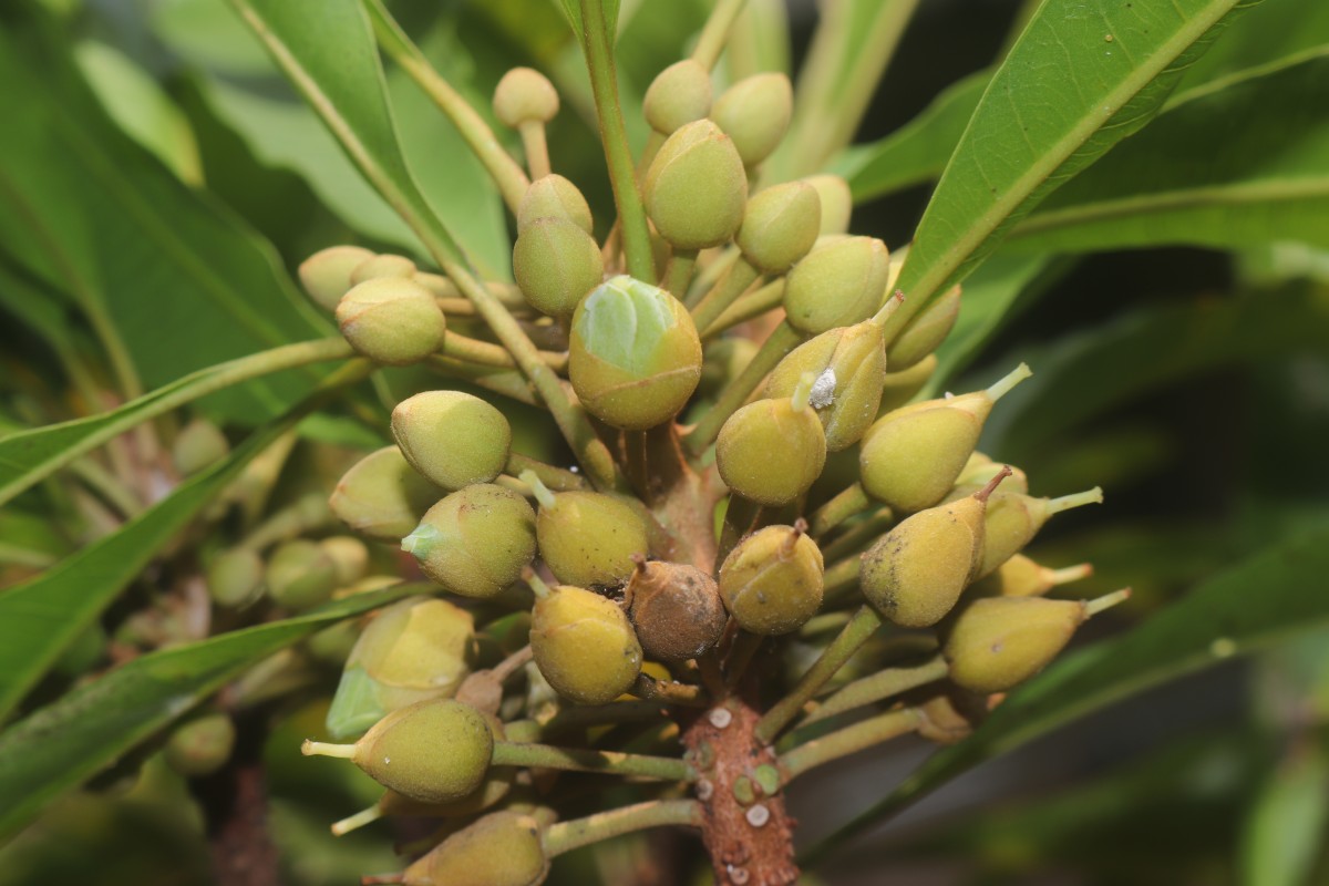 Pouteria campechiana (Kunth) Baehni