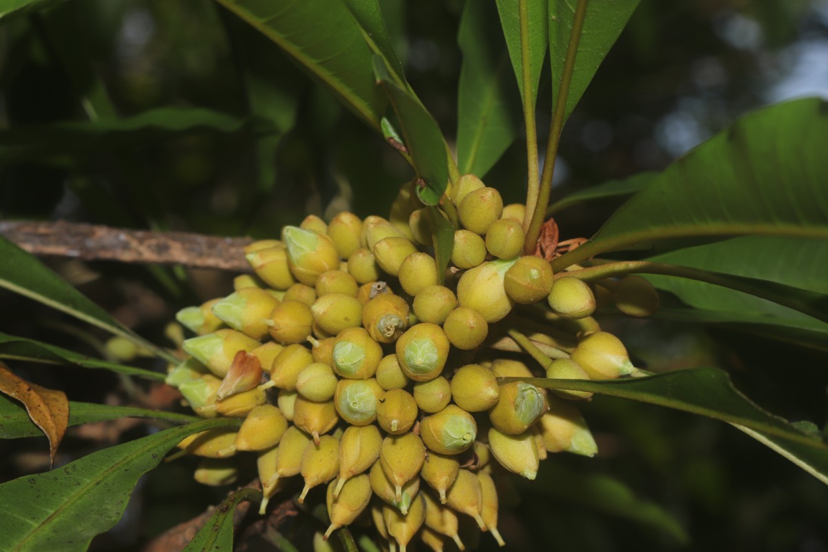 Pouteria campechiana (Kunth) Baehni