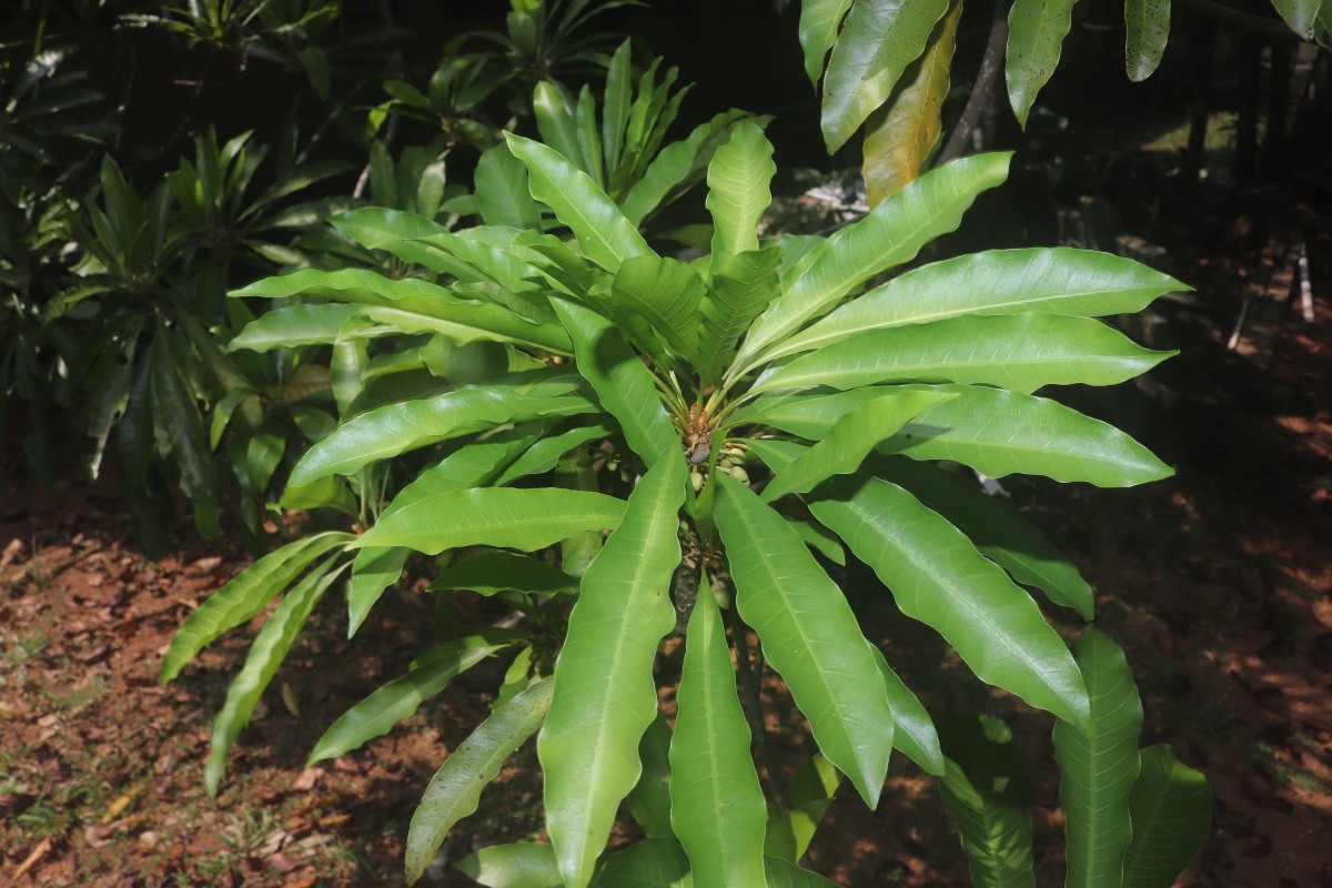 Pouteria campechiana (Kunth) Baehni