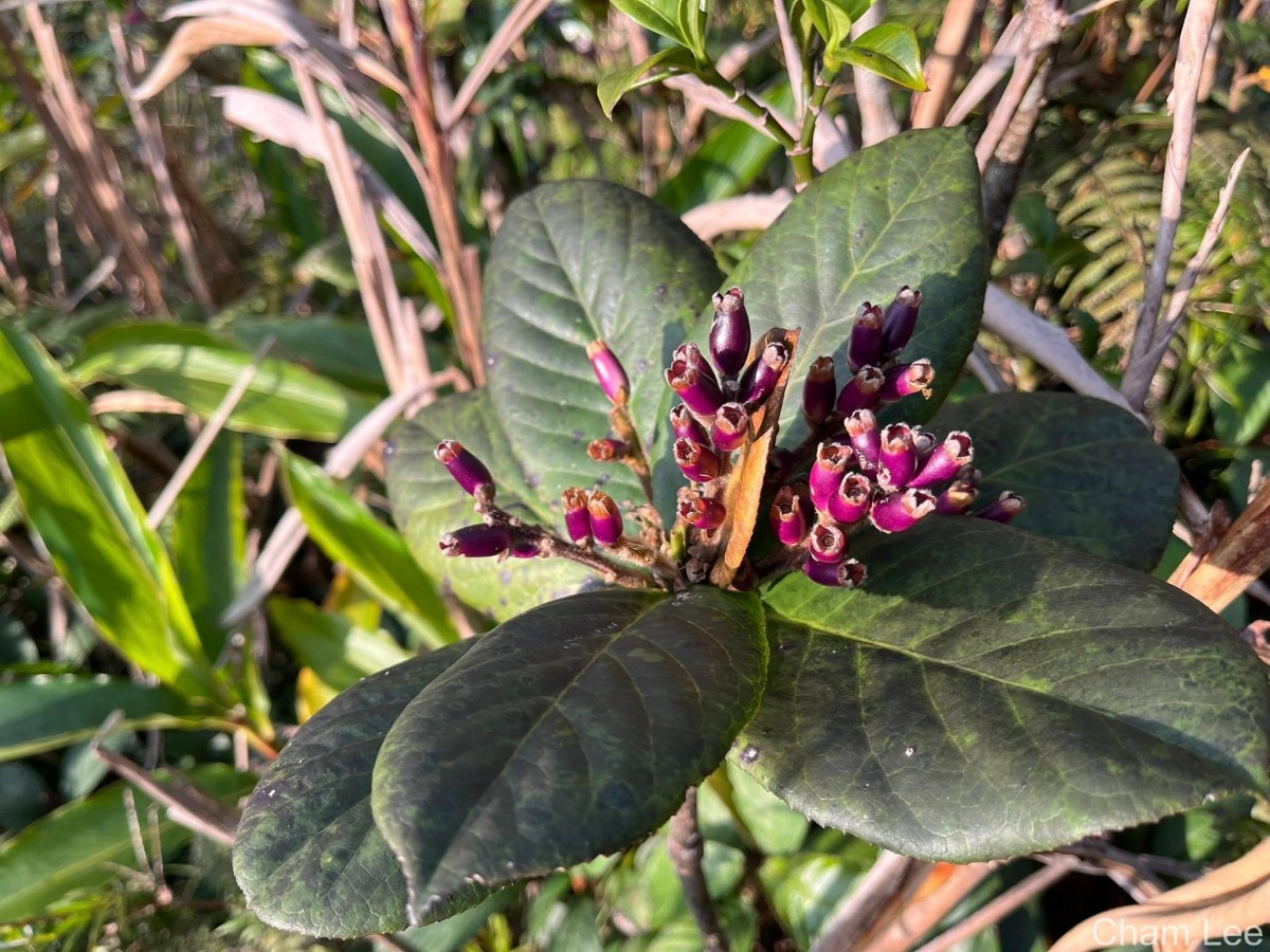 Symplocos cordifolia Thwaites