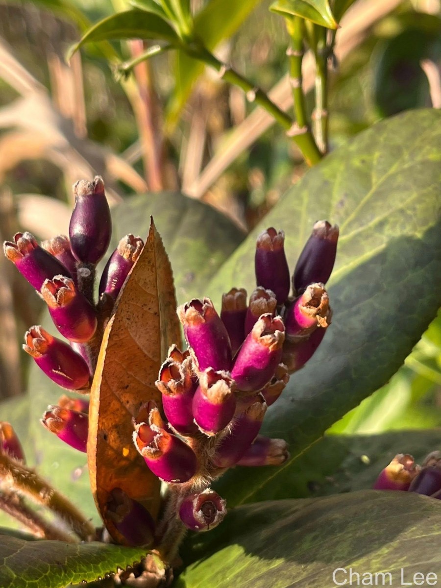 Symplocos cordifolia Thwaites