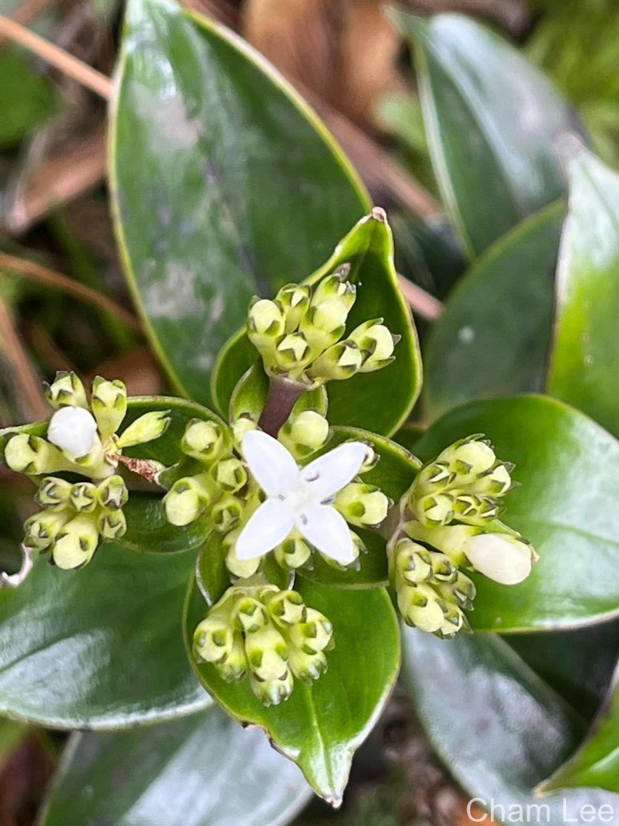 Hedyotis flavescens Thwaites