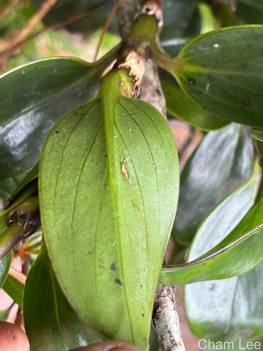 Hedyotis flavescens Thwaites