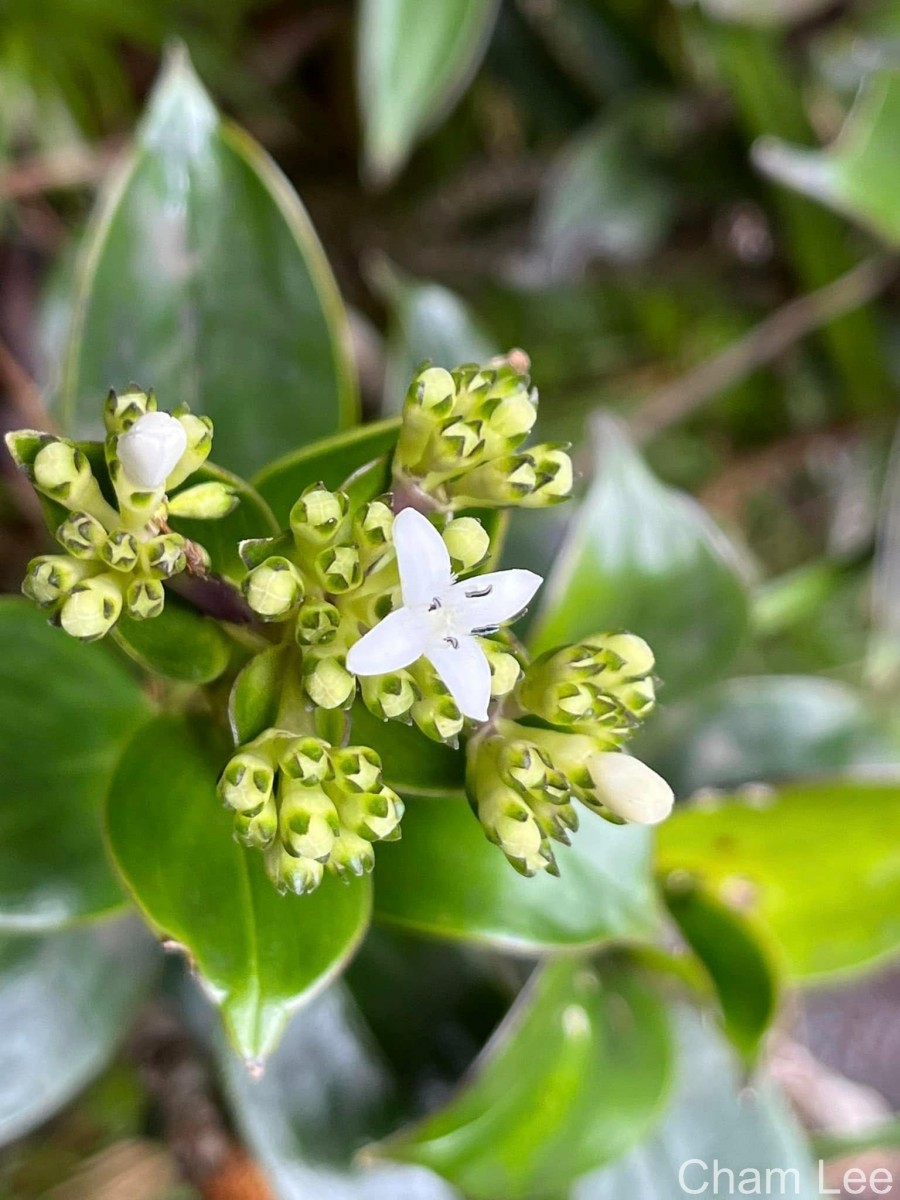 Hedyotis flavescens Thwaites