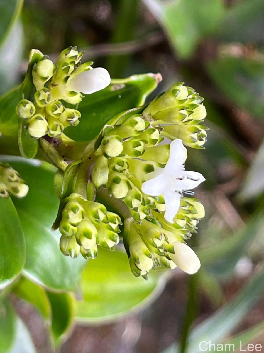 Hedyotis flavescens Thwaites