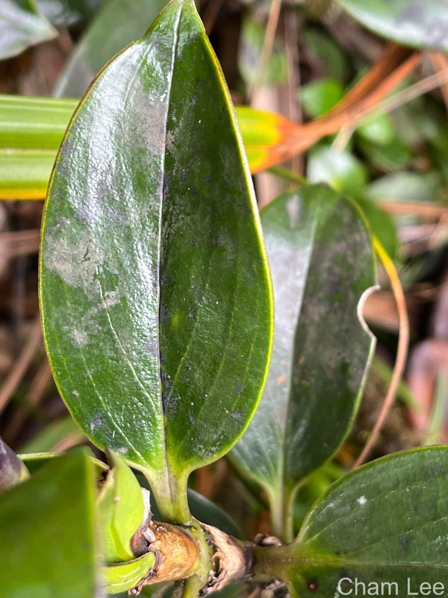 Hedyotis flavescens Thwaites