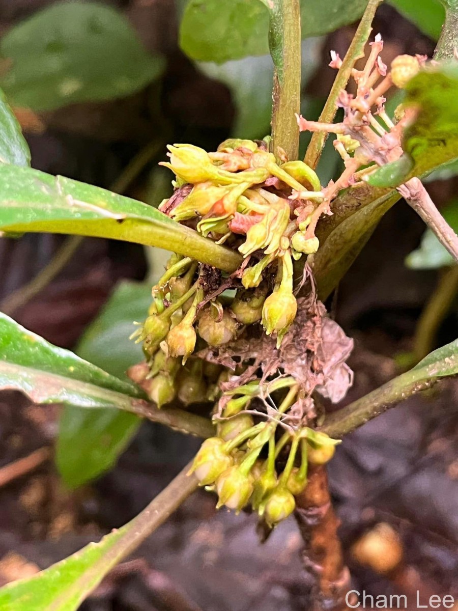 Rhynchotechum permolle (Nees) B.L.Burtt