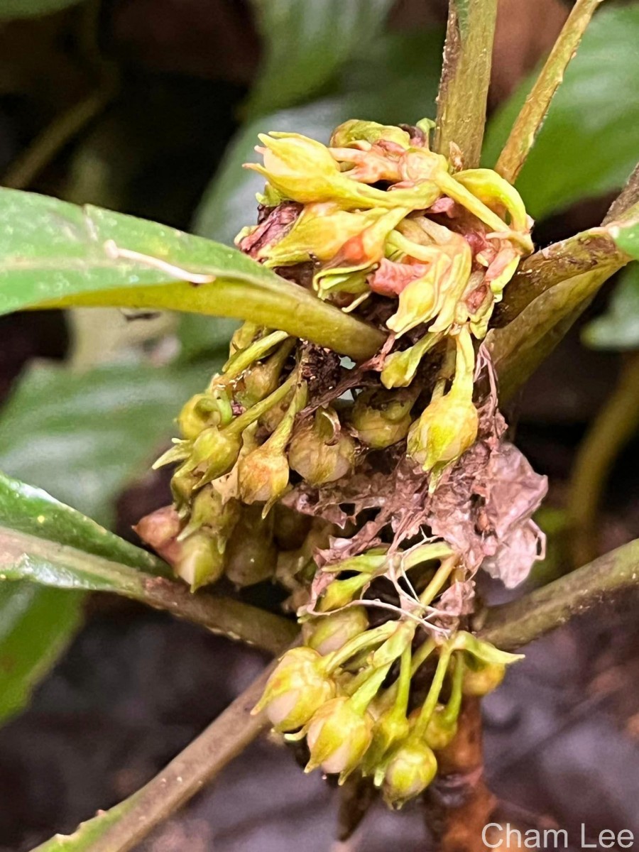Rhynchotechum permolle (Nees) B.L.Burtt