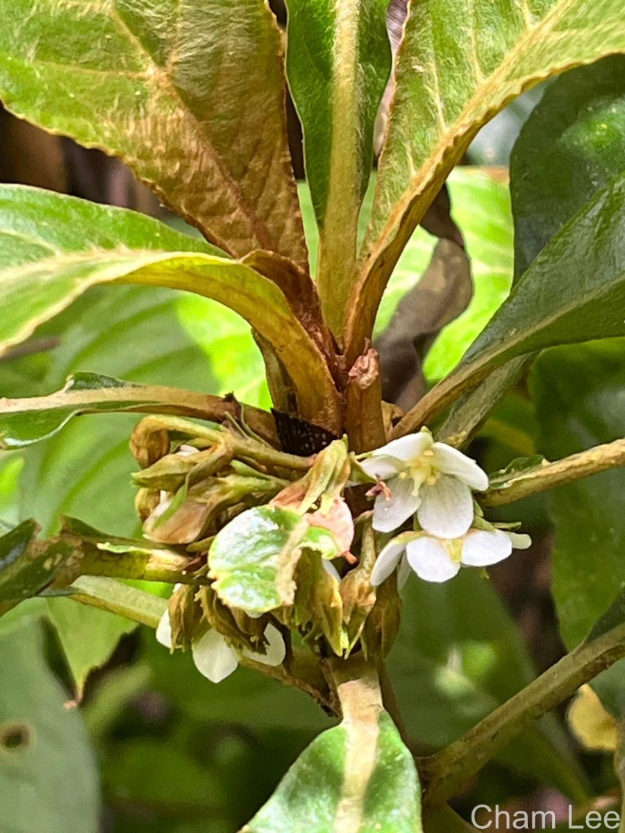 Rhynchotechum permolle (Nees) B.L.Burtt