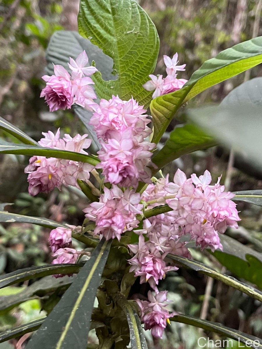 Rhynchotechum permolle (Nees) B.L.Burtt