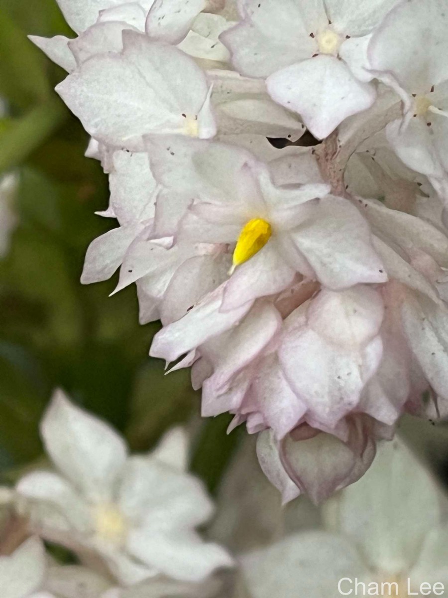 Rhynchotechum permolle (Nees) B.L.Burtt