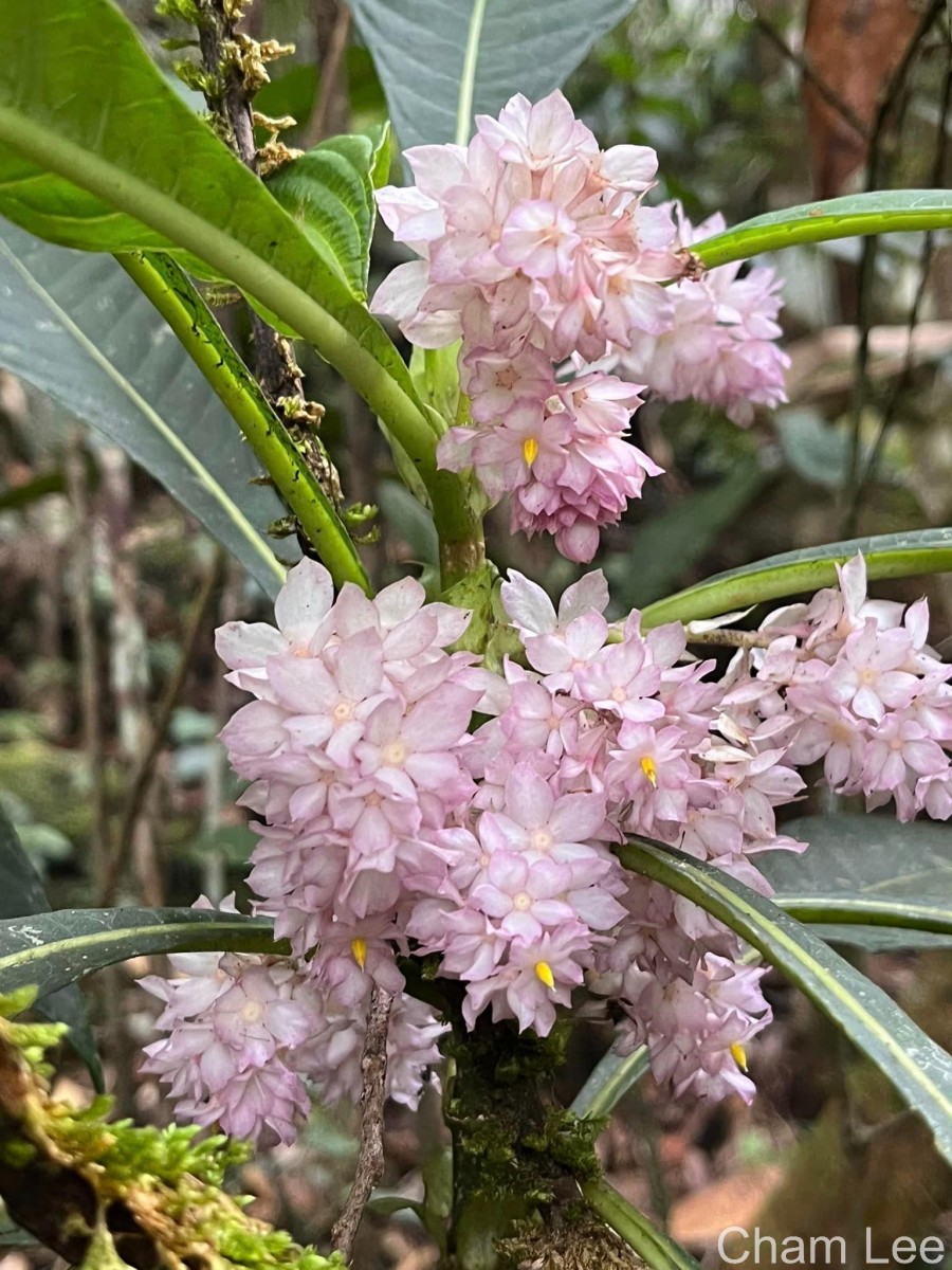 Rhynchotechum permolle (Nees) B.L.Burtt