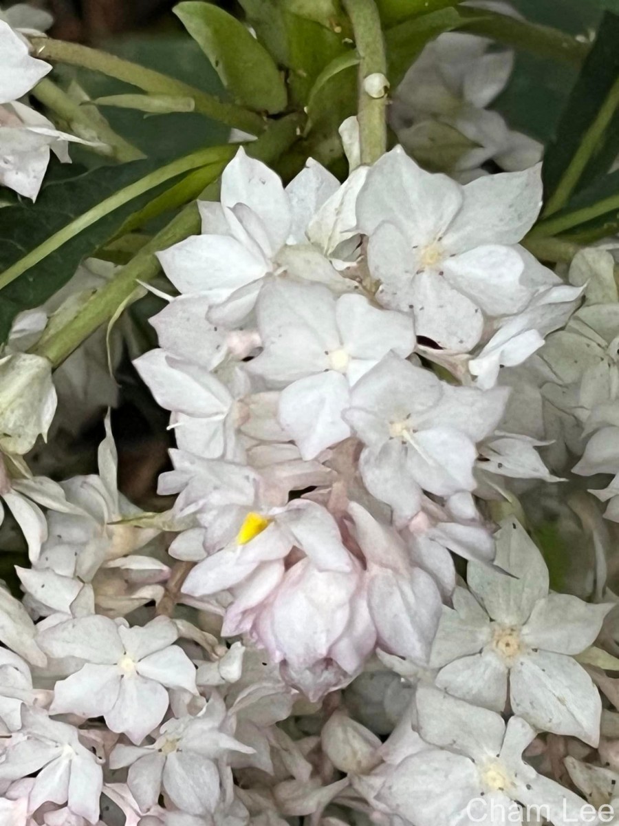 Rhynchotechum permolle (Nees) B.L.Burtt