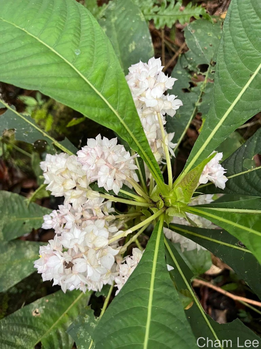 Rhynchotechum permolle (Nees) B.L.Burtt
