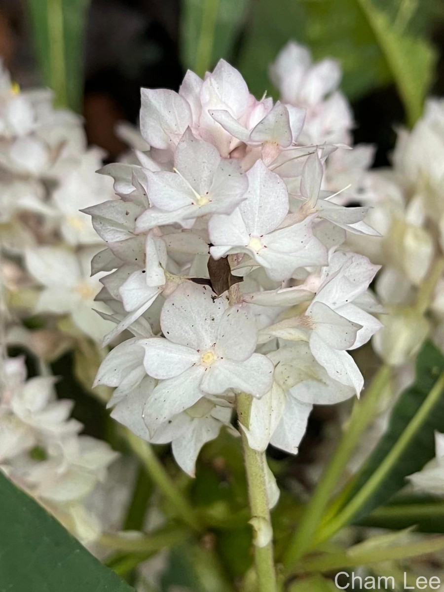Rhynchotechum permolle (Nees) B.L.Burtt