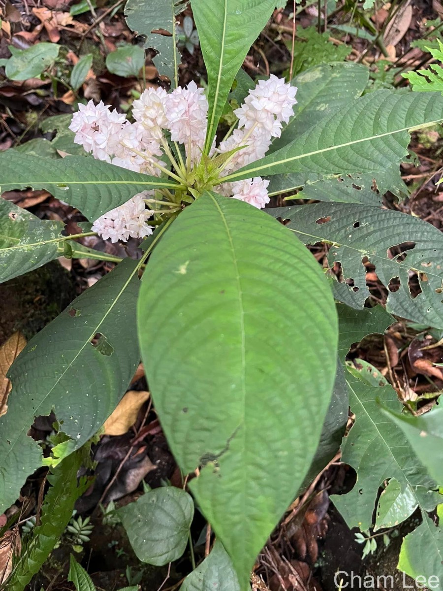 Rhynchotechum permolle (Nees) B.L.Burtt