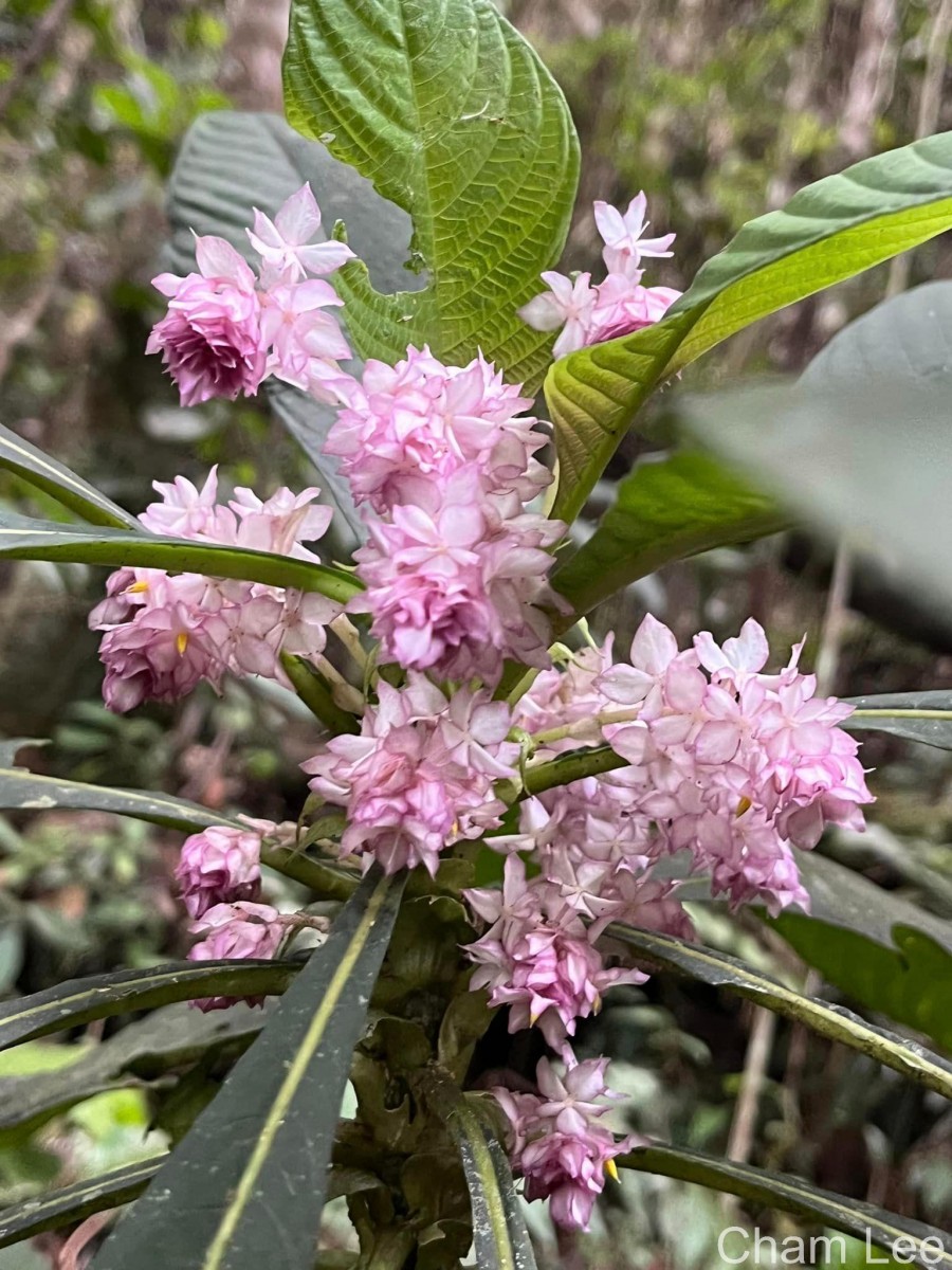 Rhynchotechum permolle (Nees) B.L.Burtt