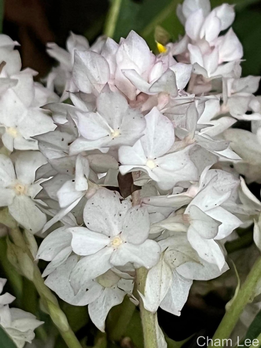 Rhynchotechum permolle (Nees) B.L.Burtt