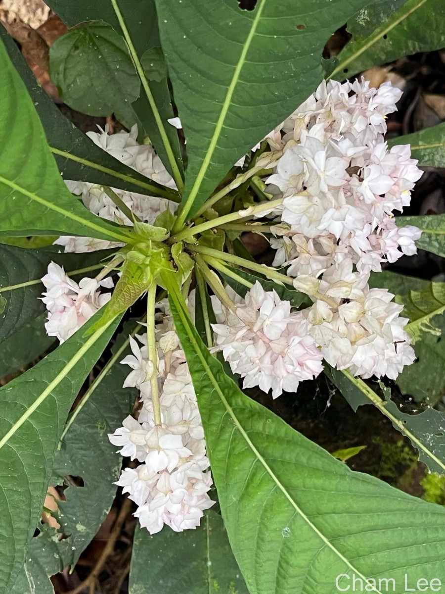 Rhynchotechum permolle (Nees) B.L.Burtt