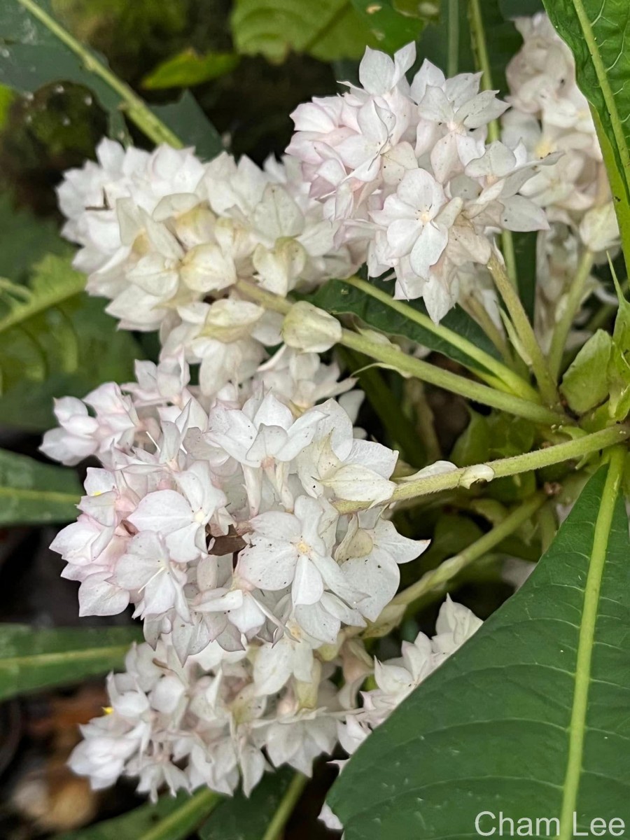 Rhynchotechum permolle (Nees) B.L.Burtt