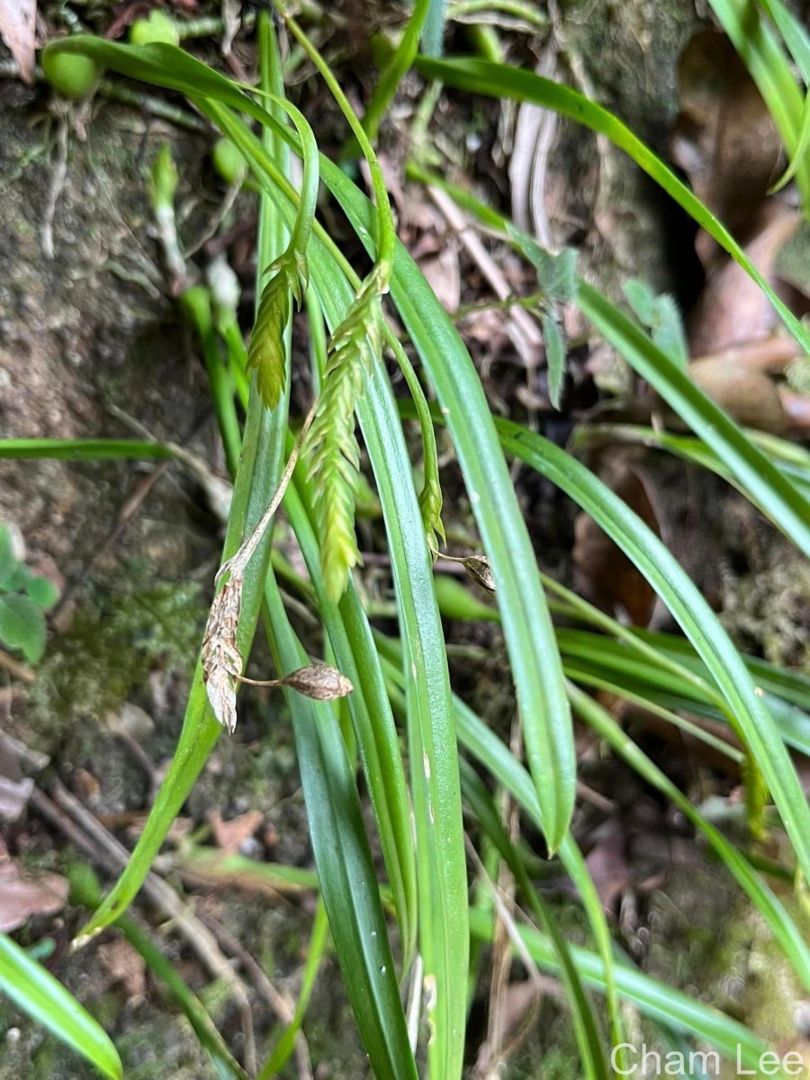 Stichorkis gibbosa (Finet) J.J.Wood