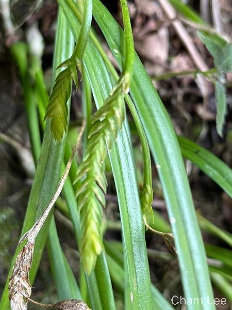 Stichorkis gibbosa (Finet) J.J.Wood