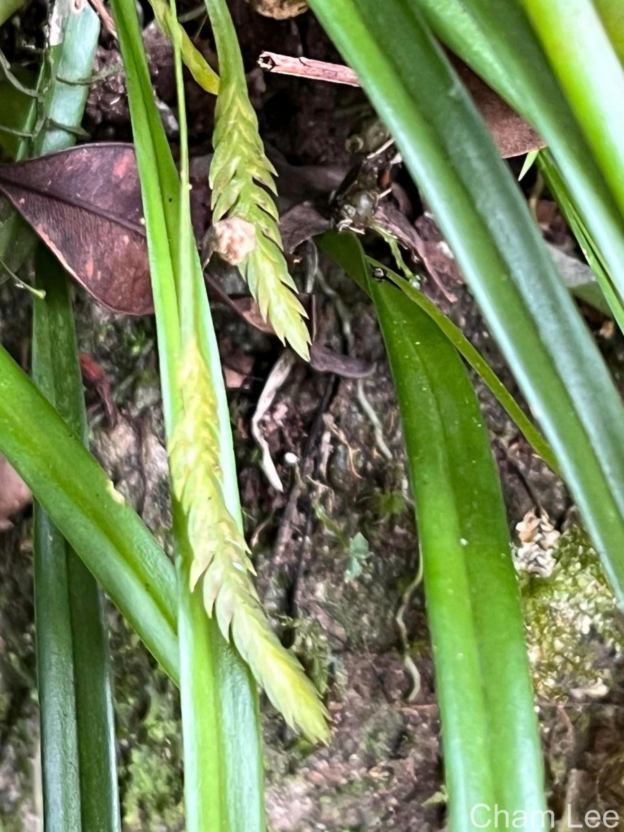 Stichorkis gibbosa (Finet) J.J.Wood