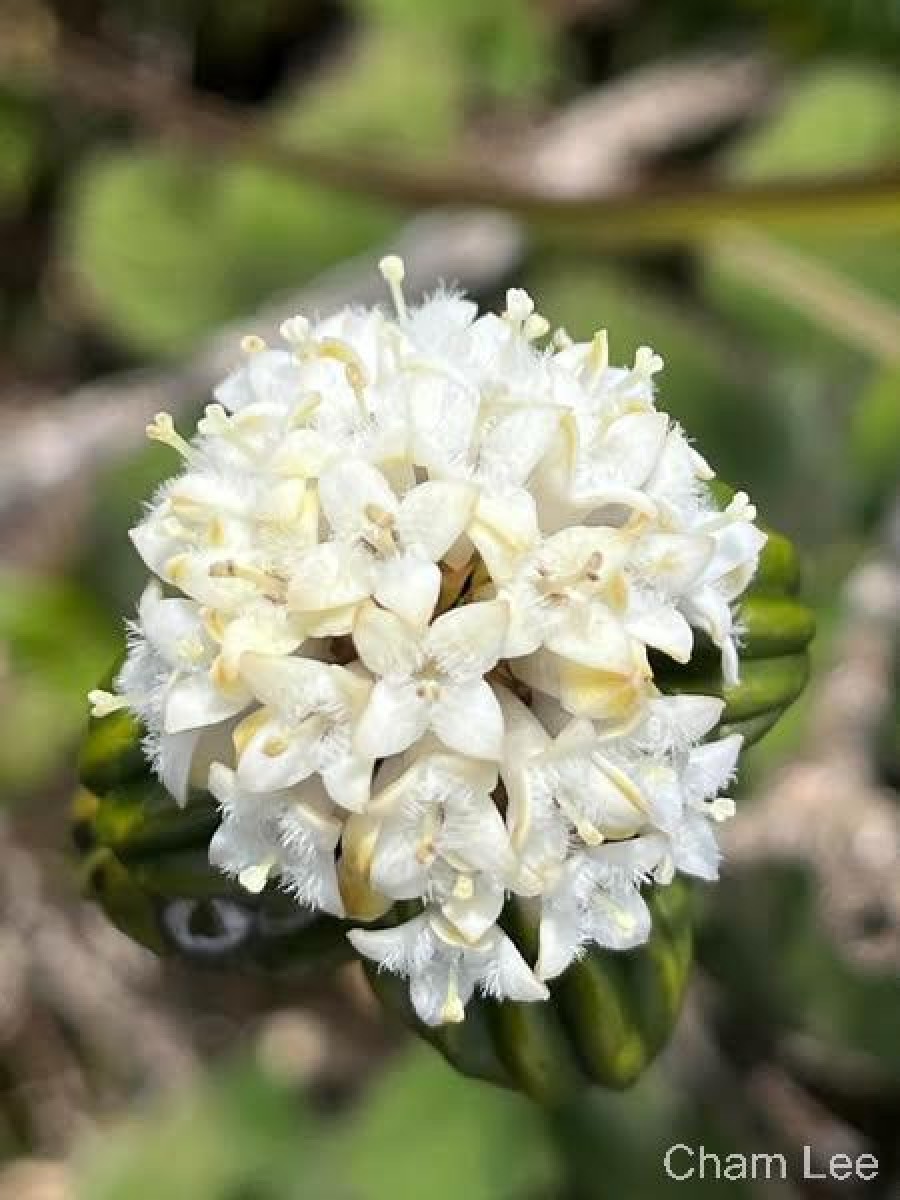 Hedyotis quinquinervia Thwaites
