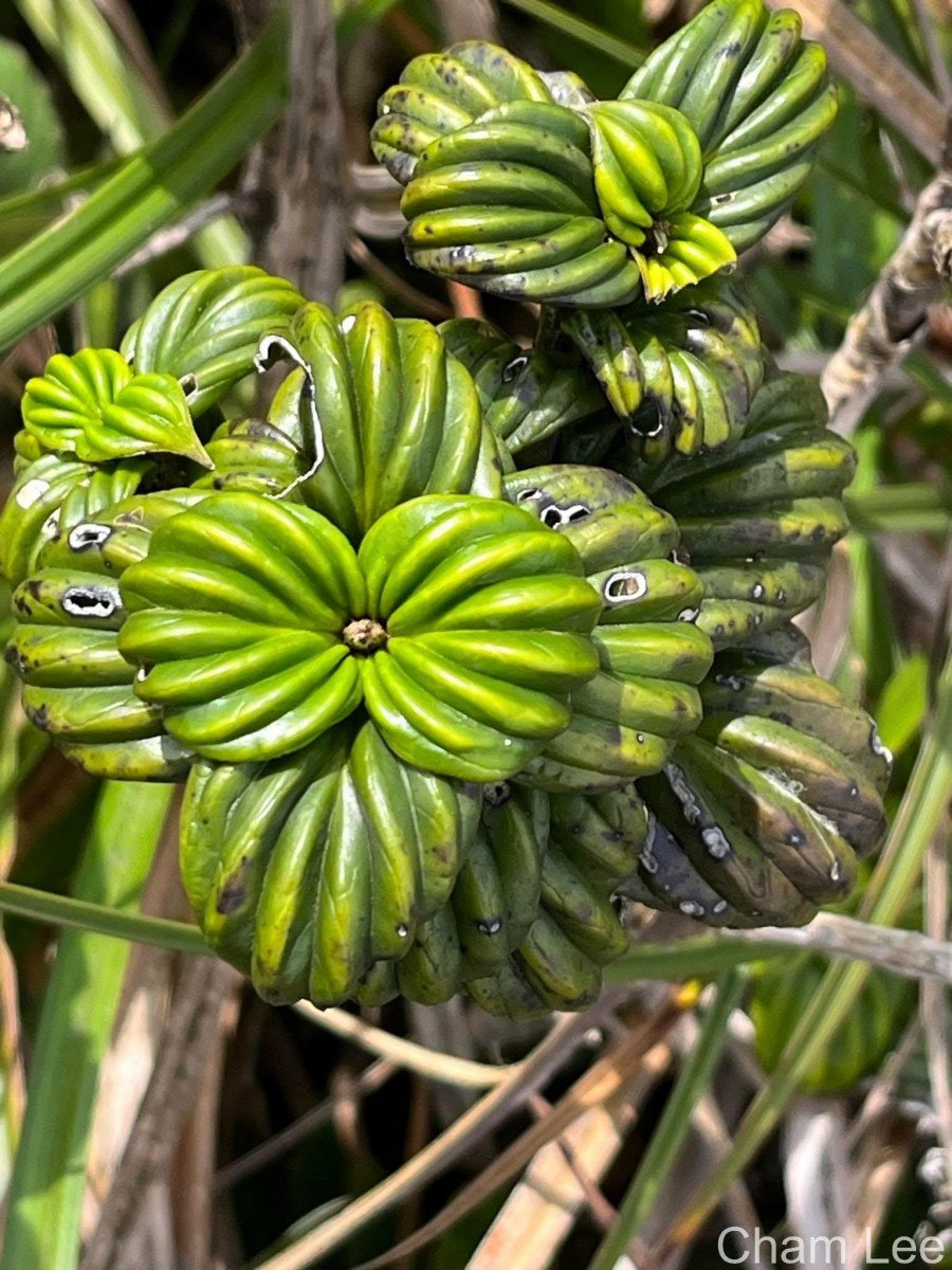 Hedyotis quinquinervia Thwaites
