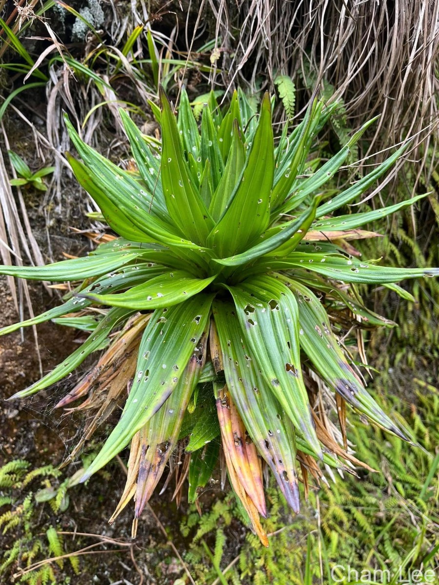 Hedyotis plantaginifolia Arn.