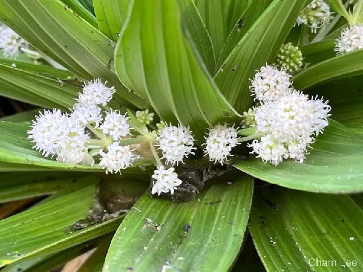 Hedyotis plantaginifolia Arn.