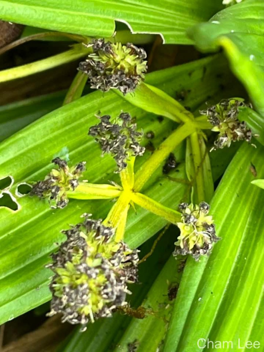 Hedyotis plantaginifolia Arn.