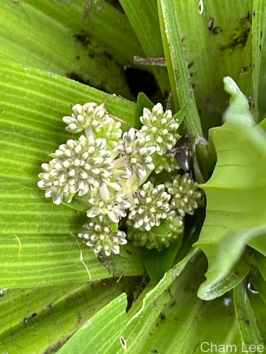 Hedyotis plantaginifolia Arn.