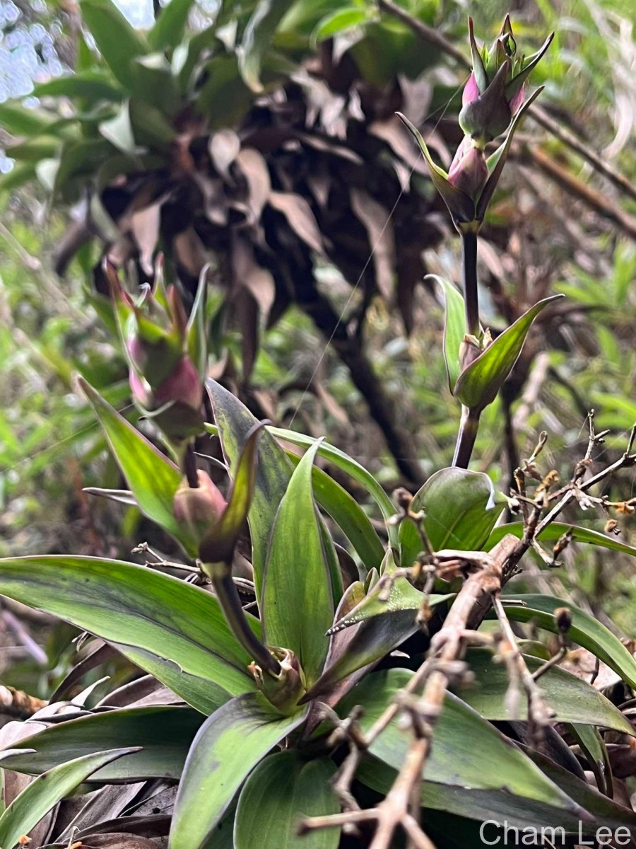 Hedyotis gardneri Thwaites