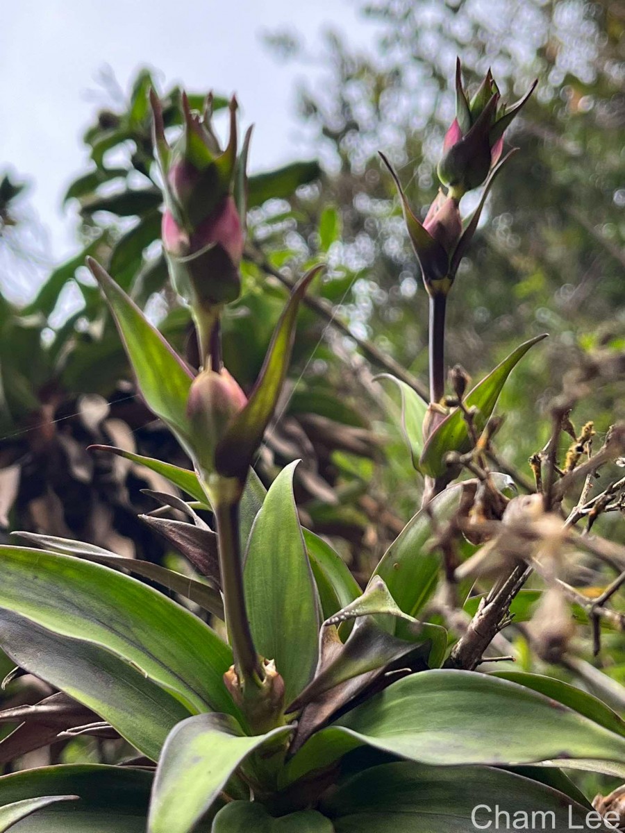 Hedyotis gardneri Thwaites