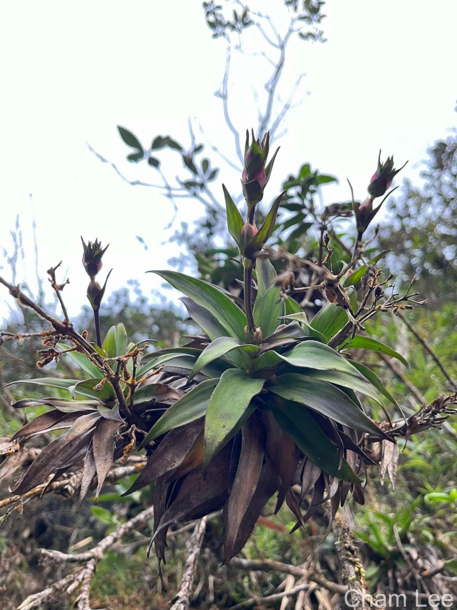 Hedyotis gardneri Thwaites